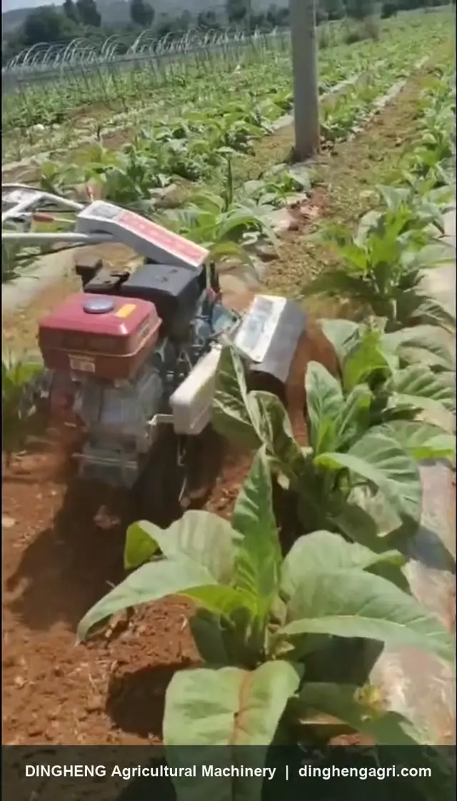 Inter-row cultivation in a tobacco field